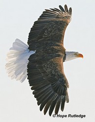 Poem Image