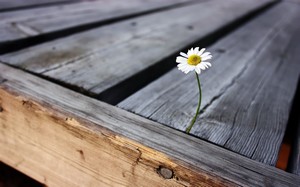 Poem Artwork