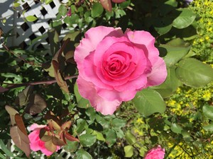 Poem Image