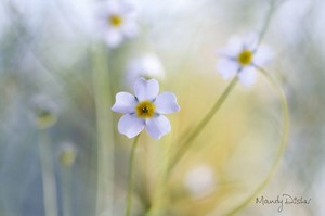 Poem Image