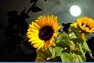 Poem Image