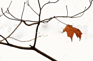 Poem Artwork