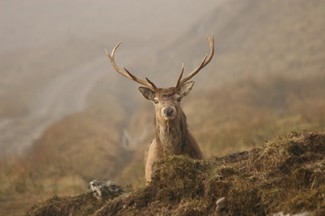 Poem Image