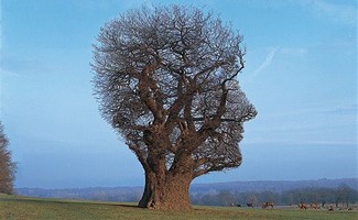 Poem Artwork