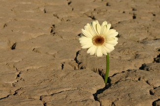Poem Artwork