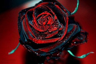 Poem Artwork