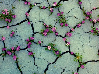 Poem Artwork