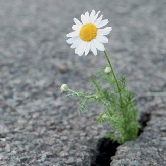 Poem Image
