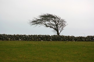 Poem Image