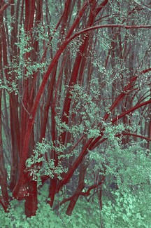 Poem Artwork