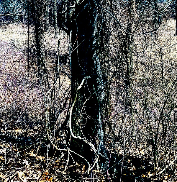 Poem Image