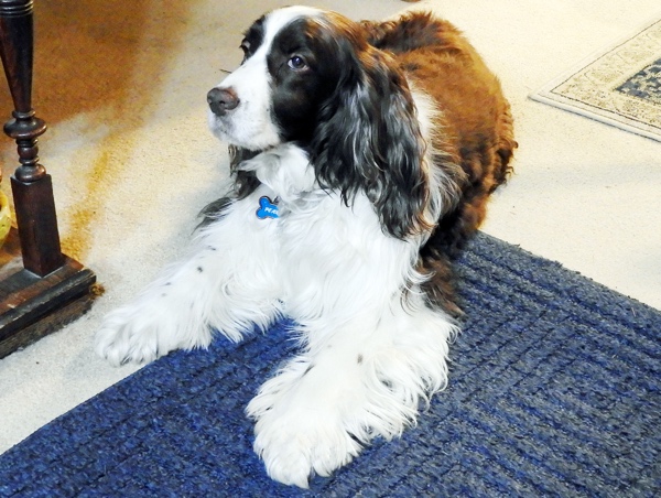 Poem Image