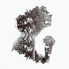 Poem Artwork