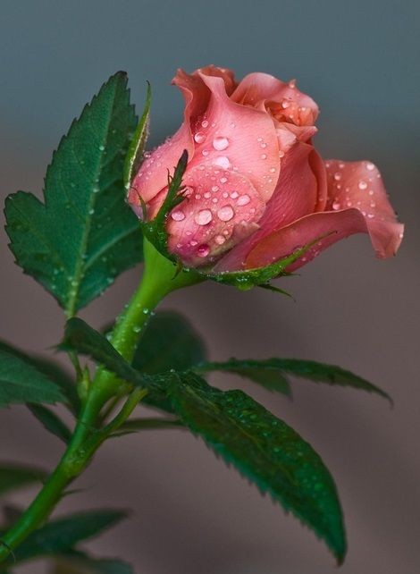 Poem Image