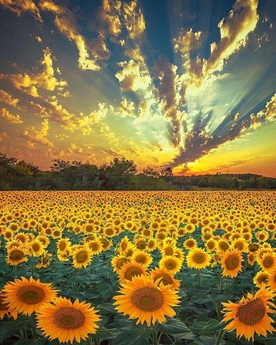 Poem Artwork