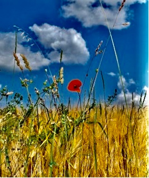 Poem Artwork