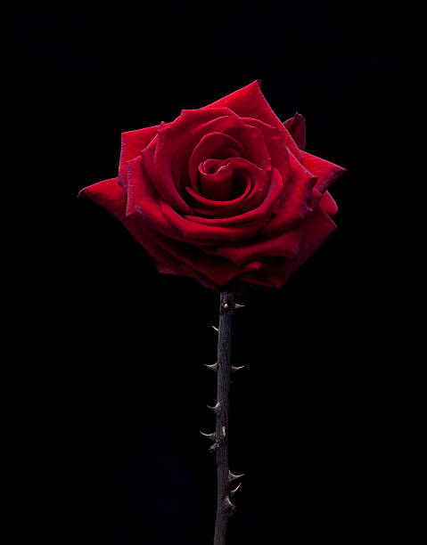 Poem Artwork
