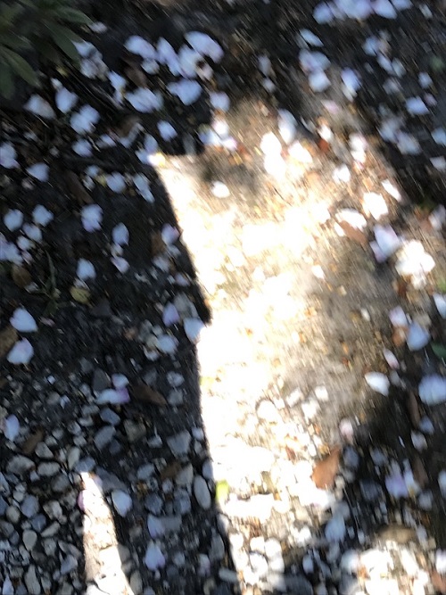 Poem Image