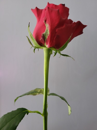 Poem Artwork