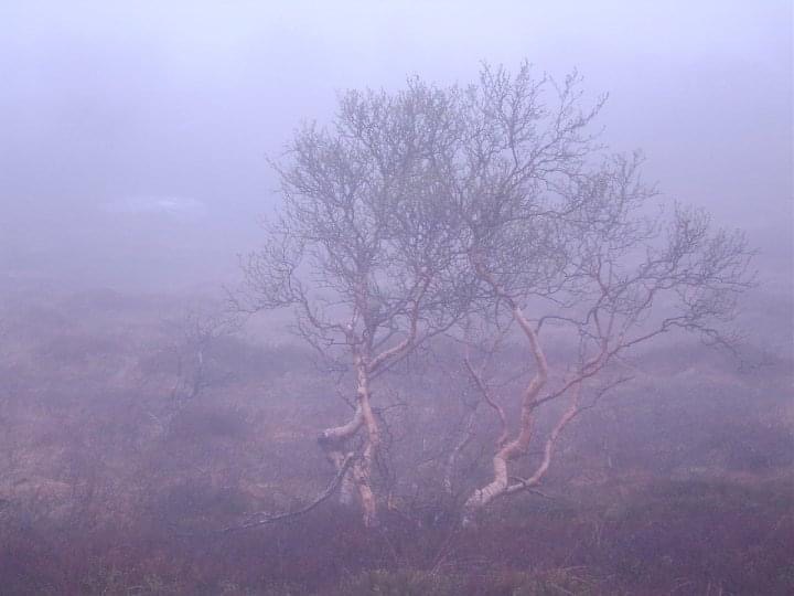Poem Image