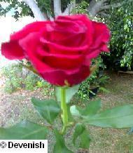 Poem Image