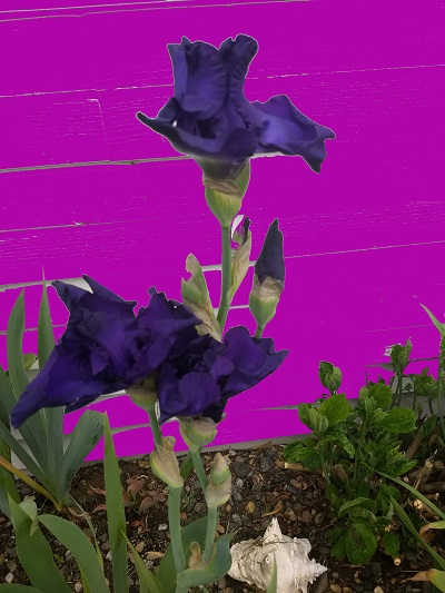 Poem Image