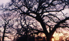Poem Image