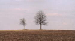 Poem Image